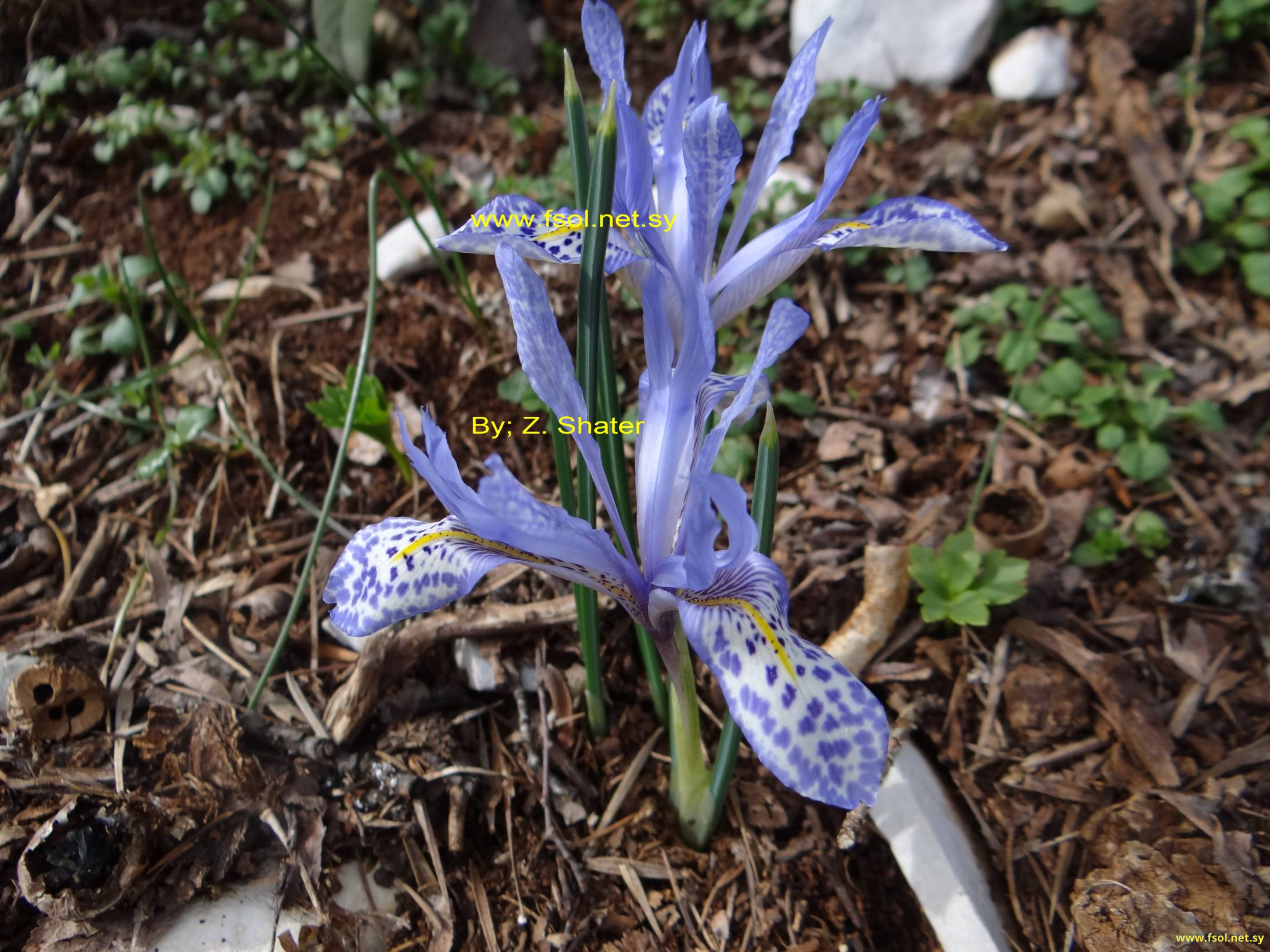 Iris histrio Reichb.